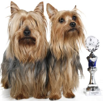 Australian und Australian Silky Terrier: Mutige Schlangenjäger, die in jede Tasche passen