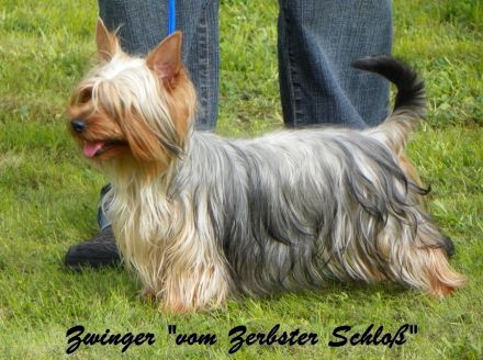 Australian und Australian Silky Terrier: Mutige Schlangenjäger, die in jede Tasche passen