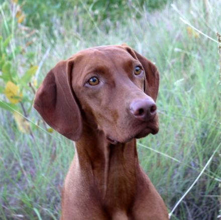 Magyar Vizsla: Das leider nicht mehr unbekannte Wesen