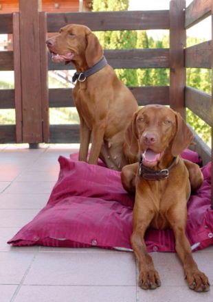 Magyar Vizsla: Das leider nicht mehr unbekannte Wesen