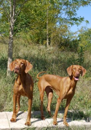 Magyar Vizsla: Das leider nicht mehr unbekannte Wesen