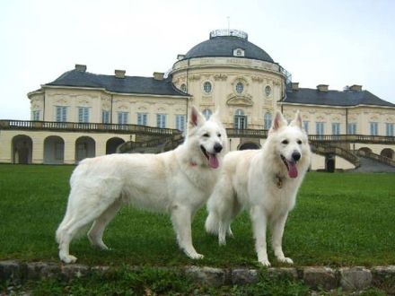 Der Weiße Schäferhund: Ein Hund mit Suchtpotenzial
