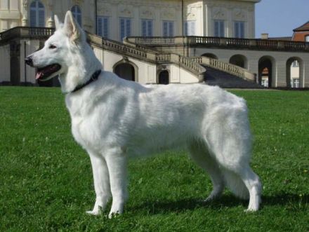 Der Weiße Schäferhund: Ein Hund mit Suchtpotenzial