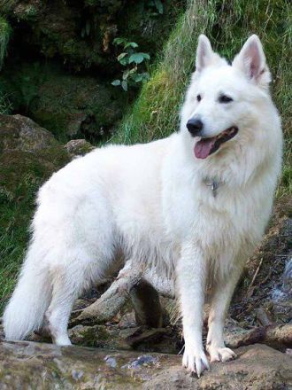 Der Weiße Schäferhund: Ein Hund mit Suchtpotenzial