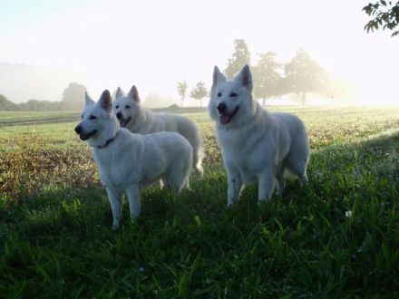 Der Weiße Schäferhund: Ein Hund mit Suchtpotenzial