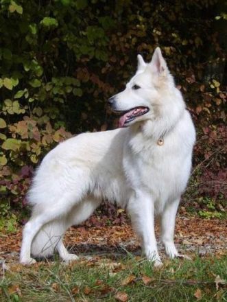 Der Weiße Schäferhund: Ein Hund mit Suchtpotenzial