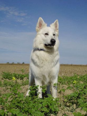 Der Weiße Schäferhund: Ein Hund mit Suchtpotenzial