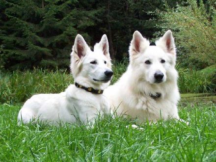 Der Weiße Schäferhund: Ein Hund mit Suchtpotenzial