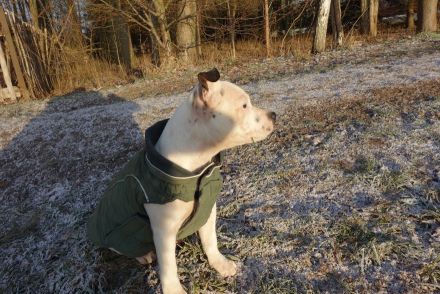 Ein Welpe kommt ins Haus