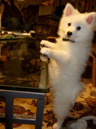 Ein Welpe kommt ins Haus: Tipps für die Betreuung in den ersten Wochen