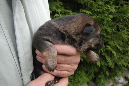 Welpenaufzucht in den ersten acht Wochen