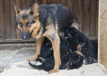 Welpenaufzucht in den ersten acht Wochen
