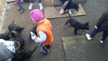 Welpenaufzucht in den ersten acht Wochen