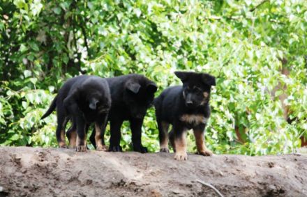 Welpenprägung beim Züchter