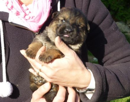 Welpenprägung beim Züchter