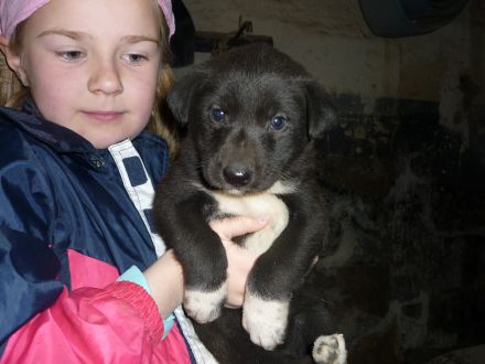 Welpenprägung beim Züchter