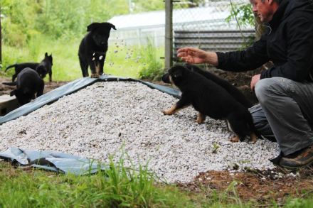 Welpenprägung beim Züchter