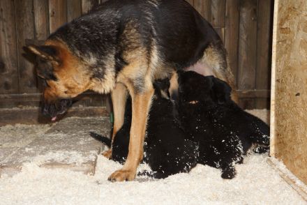 Wie entsteht der Welpenpreis?
