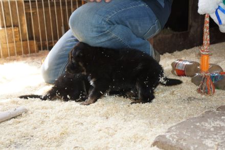 Wie entsteht der Welpenpreis?