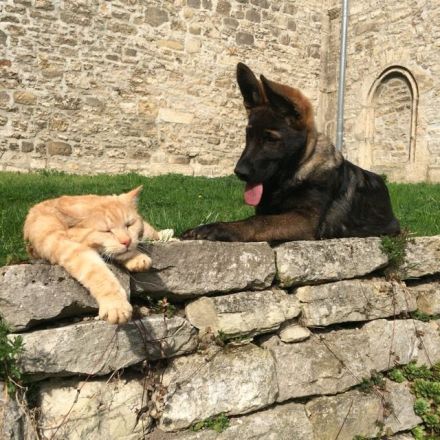 Welpensozialisierung: Welpen richtig sozialisieren