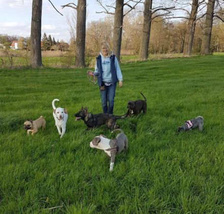 Welpensozialisierung: Welpen richtig sozialisieren