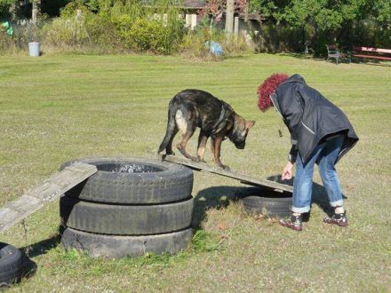 Welpensozialisierung: Welpen richtig sozialisieren