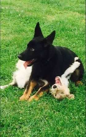 Welpensozialisierung: Welpen richtig sozialisieren