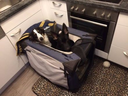 Welpensozialisierung: Welpen richtig sozialisieren