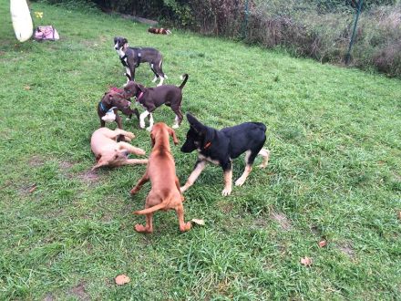 Welpensozialisierung: Welpen richtig sozialisieren