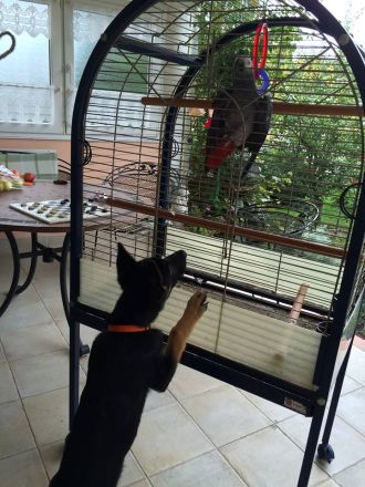 Welpensozialisierung: Welpen richtig sozialisieren