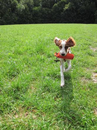 Welpenspielstunde - ja oder nein?!