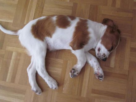 Welpenspielstunde - ja oder nein?!