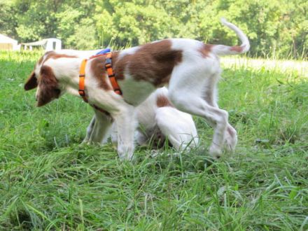 Welpenspielstunde - ja oder nein?!