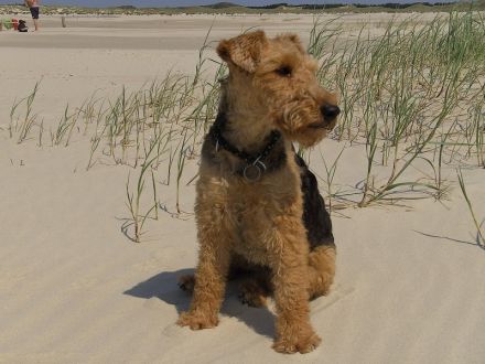 Die Welsh-Terrier "vom Schwanberg"