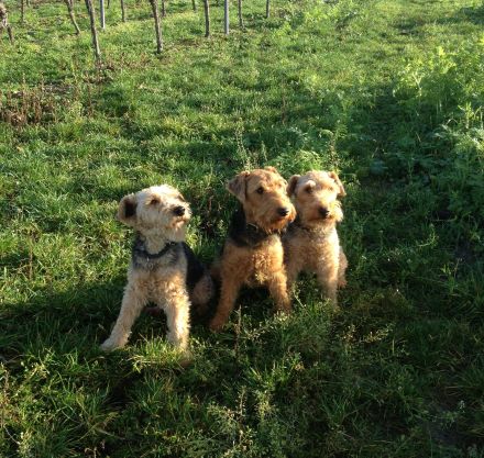 Die Welsh-Terrier "vom Schwanberg"