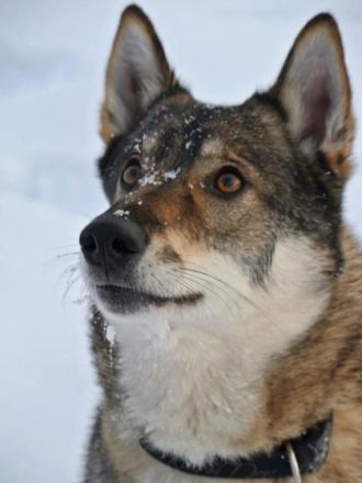 Der Westsibirische Laika: Eine gesellige und robuste Rasse