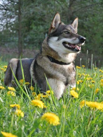 Der Westsibirische Laika: Eine gesellige und robuste Rasse