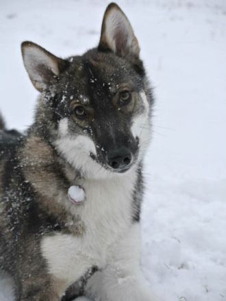 Der Westsibirische Laika: Eine gesellige und robuste Rasse