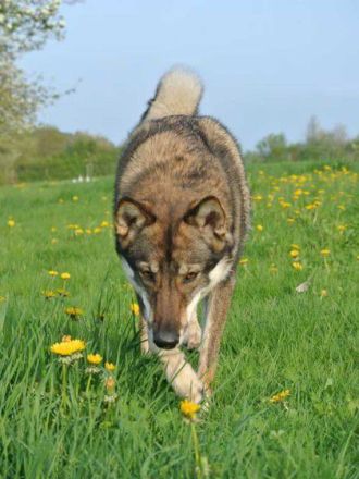 Der Westsibirische Laika: Eine gesellige und robuste Rasse