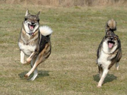 Der Westsibirische Laika: Eine gesellige und robuste Rasse