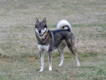 Der Westsibirische Laika: Eine gesellige und robuste Rasse