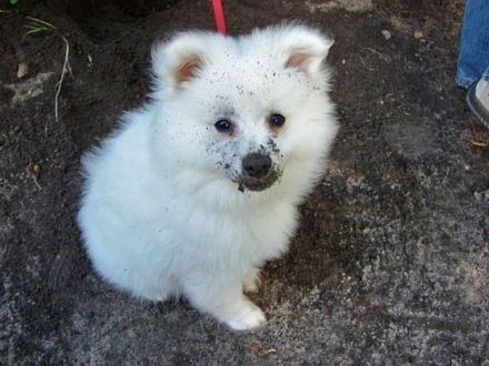 Tipps: Wie bekomme ich meinen Welpen stubenrein?