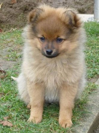 Tipps: Wie bekomme ich meinen Welpen stubenrein?