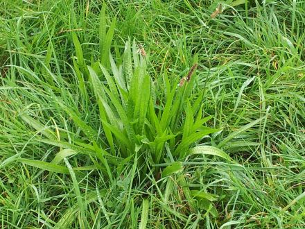 Wildkräuter für Hunde