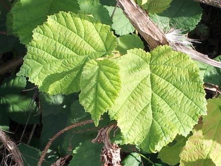 Wildkräuter für Hunde