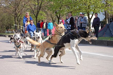 Wo bellt's und miaut's? Bei Snautz!