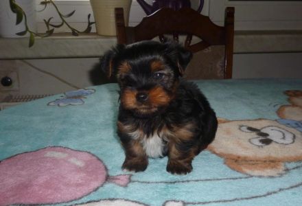 Wo kaufe ich sicher einen Hund?