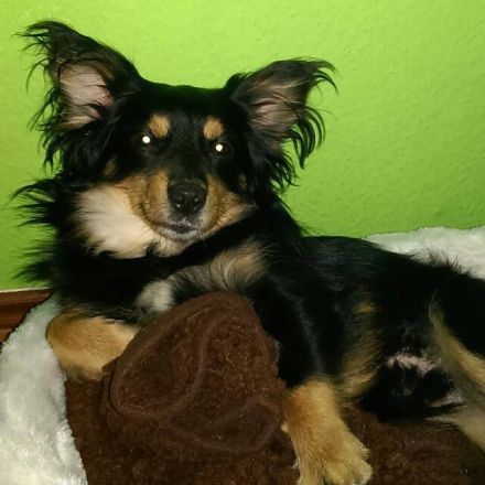 Wo kaufe ich sicher einen Hund?