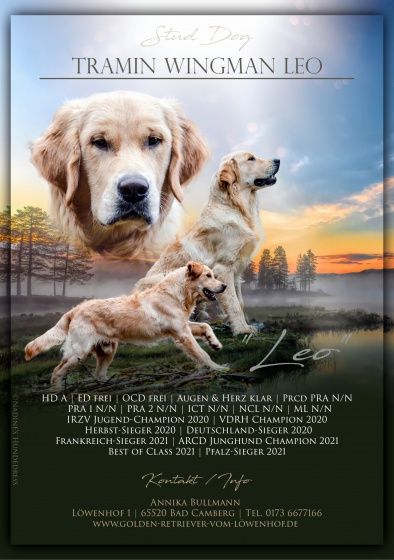 Tramin Wingman Leo in Bad Camberg (Hessen) // Snautz.de