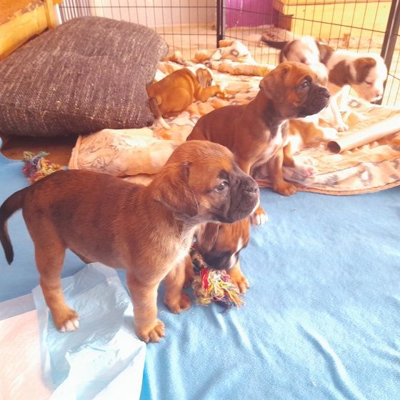 Boxer Mix Welpen, der besondere Familienhund. Unsere in Thalwenden (Thüringen) // Snautz.de